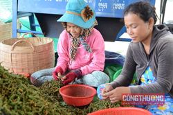 Giá tiêu hôm nay 29/7: Tăng nhẹ tại một số nơi, mục tiêu xuất khẩu 2 tỷ USD vào năm 2025 hoàn toàn khả thi