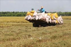 Thị trường nông sản: Giá gạo xuất khẩu tăng vọt
