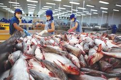 Từng mang về 2,4 tỷ USD, doanh nghiệp xuất khẩu cá tra hiện phải 'ăn đong' từng đơn hàng
