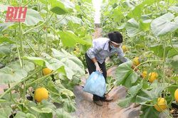 Nga Sơn phát triển nông nghiệp hiện đại gắn với xây dựng nông thôn mới