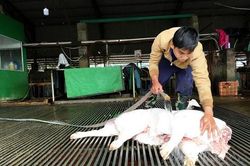 Lò giết mổ gia súc tự phát chưa giảm