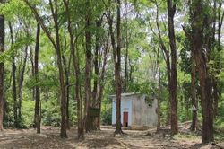 Gia Lai: Nguyên Chủ tịch xã ăn, ngủ ở rừng để bảo vệ rừng giáng hương quý