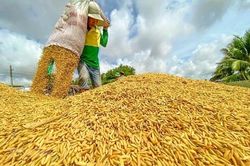 Xuất khẩu thủy sản có cơ hội phục hồi tại các thị trường trọng điểm