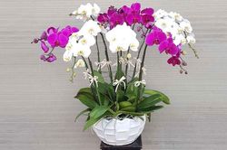 Những loại cây phong thủy cho người mệnh Thủy