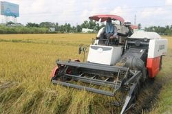 Giá lúa gạo hôm nay ngày 31/7/2023: Giá lúa Hè thu liên tục tăng