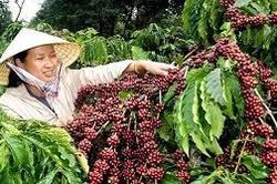 Cà phê trong nước giảm 1,5 triệu đồng/tấn