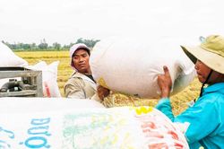 Giá gạo tăng cao: Không tranh thủ sẽ lỡ cơ hội