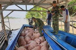 Ngăn chặn các trường hợp buôn bán, vận chuyển trái phép heo qua biên giới