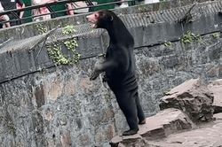 Sở thú Trung Quốc 'lên tiếng' về nghi vấn người đóng giả gấu