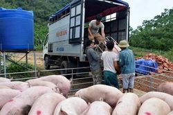 Thủ tướng: Ngăn chặn lợn nhập lậu qua biên giới