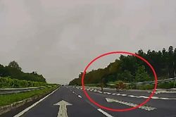 Đàn bò 'đi dạo' trên cao tốc Long Thành - Dầu Giây