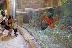 Thủy cung Lotte World Hà Nội chính thức đi vào hoạt động