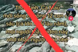 Cà Mau: Thông tin '12 con cá sấu sổng chuồng' là sai sự thật