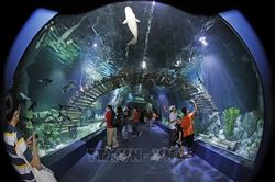 Thủy cung Lotte World Hà Nội chính thức đi vào hoạt động