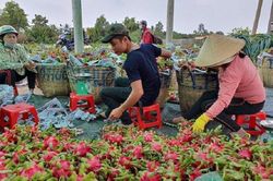 Xuất khẩu rau quả 'bùng nổ', dự kiến có thể đạt 5 tỷ USD năm 2023