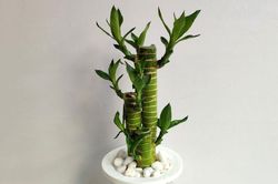 Những loại cây phong thủy phù hợp với người mệnh Thổ