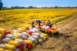 Cơ hội cho hạt gạo Việt Nam