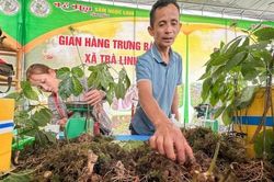 Đưa cây sâm Ngọc Linh đến với mọi miền đất nước và thế giới