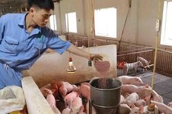 Sắp có 'van điều tiết' giá thức ăn chăn nuôi