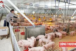 Giá heo hơi hôm nay 2/8: Tiếp tục giảm, Thủ tướng chỉ đạo xử lý nghiêm tình trạng heo nhập lậu
