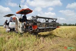 DIỄN ĐÀN AN NINH LƯƠNG THỰC: GS Võ Tòng Xuân: 'Không nên bỏ lỡ cơ hội xuất khẩu gạo'