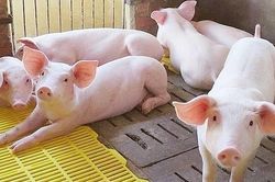 Giá heo hơi hôm nay 4/8: Cả 3 miền đều đi ngang