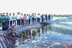 Hà Tĩnh có gần 630 ha nuôi tôm thâm canh công nghệ cao