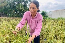 Nông dân khu vực Đông Nam tỉnh Gia Lai trúng mùa mè