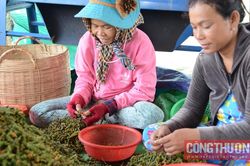 Giá tiêu hôm nay 4/8: Tăng ngày thứ 4 liên tiếp, nhiều doanh nghiệp có hợp đồng xuất khẩu đến cuối năm