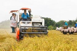 Chớp thời cơ, đẩy mạnh hoạt động sản xuất và xuất khẩu gạo Việt Nam