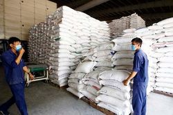 VCCI: Điều kiện kinh doanh xuất khẩu cao khiến gạo Việt Nam đắt và khó bán hơn