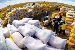 Doanh nghiệp tránh mua gom ồ ạt gây bất ổn cho thị trường lúa gạo