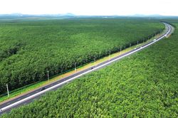 Mê mẩn rừng cao su xanh mướt ôm trọn cao tốc Dầu Giây - Phan Thiết