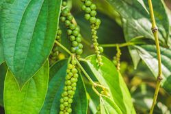 Giá tiêu hôm nay 5/8: Trong nước tăng 5 ngày liên tiếp, các nước ra sao?