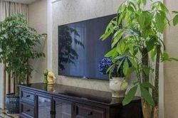 3 vị trí 'tử huyệt' này tuyệt đối không đặt cây cảnh