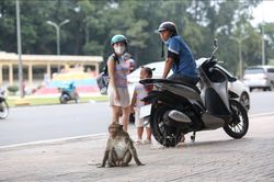 Cảnh báo người dân không tự ý thả rông động vật hoang dã đang nuôi nhốt
