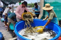Giá tôm liên tục giảm, nhiều hộ nuôi tôm tại Bạc Liêu bỏ vụ, treo ao