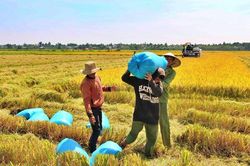 Giá gạo tăng: Linh hoạt đảm bảo xuất khẩu và tiêu dùng trong nước