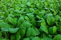 Hướng dẫn trồng và chăm sóc rau cải ngọt cho năng suất cao