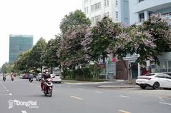 Biên Hòa mùa này tím ngát bằng lăng