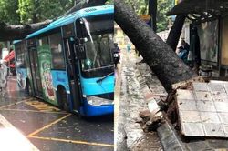 Xe buýt trơ thân đỡ cổ thụ trăm tuổi