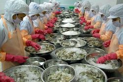 Tận dụng cơ hội xuất khẩu tôm