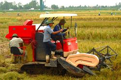 Thời cơ vàng cho gạo Việt
