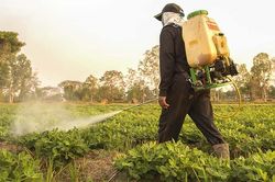 Người trồng rau, nhà hàng không dám ăn món mình làm: Xã hội hiện đại đang có gì bất thường?