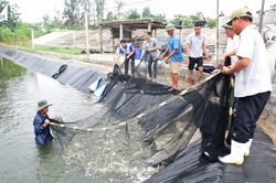 Vì sao nông dân Nghệ An không nuôi tôm sú?
