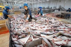 Kim ngạch xuất khẩu cá tra năm 2023 dự báo giảm 15%
