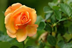 Sinh vào 3 tháng Âm lịch này, cuộc sống ấm êm, của cải dồi dào