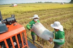 Xuất khẩu gạo trong giai đoạn 'nóng': Vừa chớp thời cơ, vừa bảo đảm an ninh lương thực