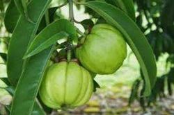 Trẻ 13 tuổi bị tăng men gan gấp 10 lần do uống thuốc giảm cân
