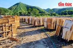 Một số doanh nghiệp vi phạm không ảnh hưởng đến hoàn thuế của cả ngành gỗ